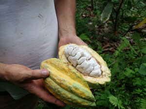 cacao plant pod